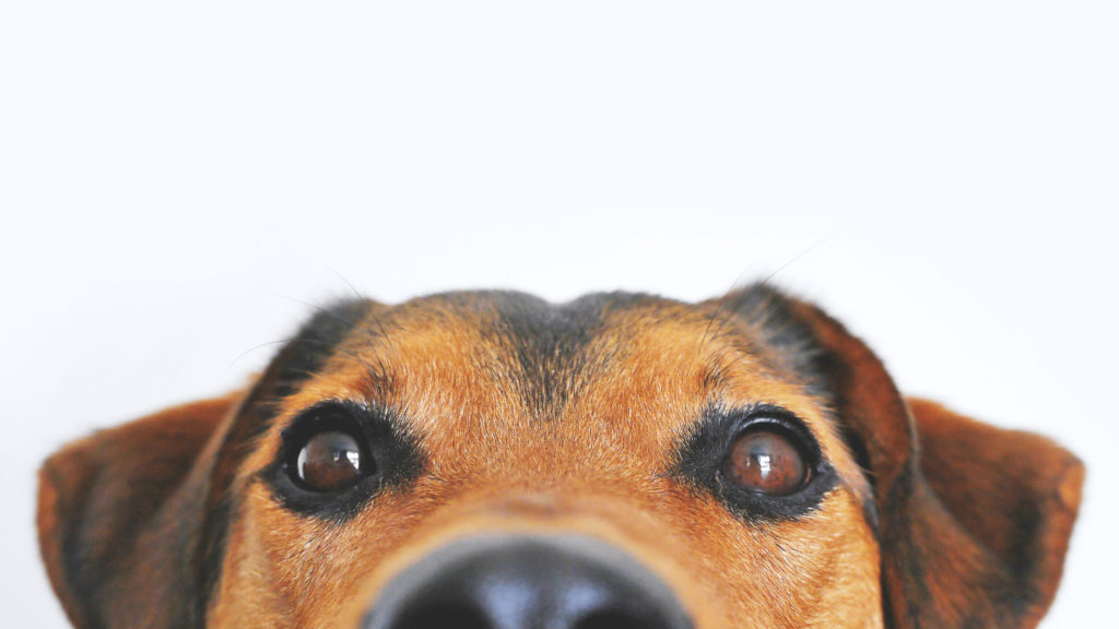 SocialDog(ソーシャルドッグ)とは